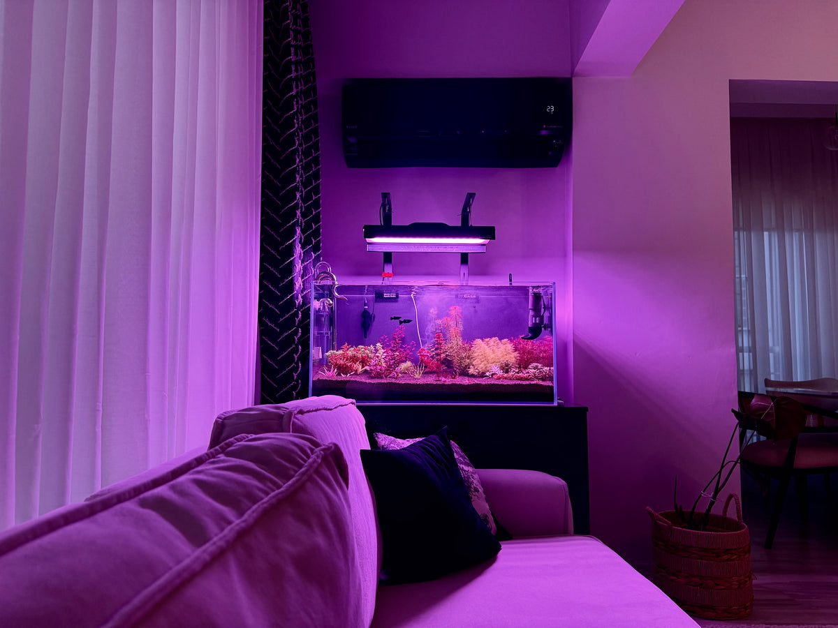 Post na Instagram od @planted.aquarium.studio