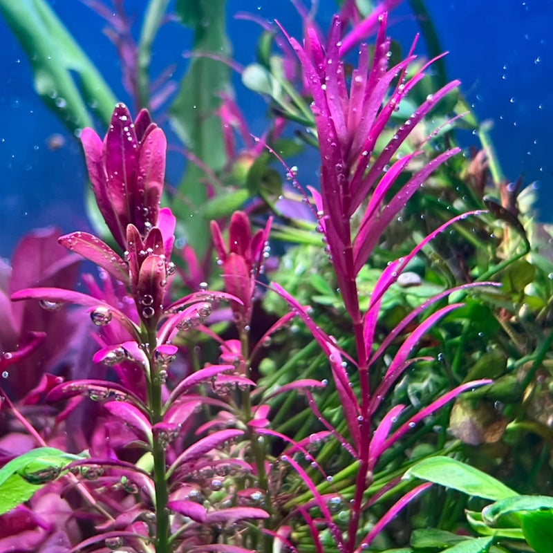 Post na Instagram od @goldy.singh.aquagold