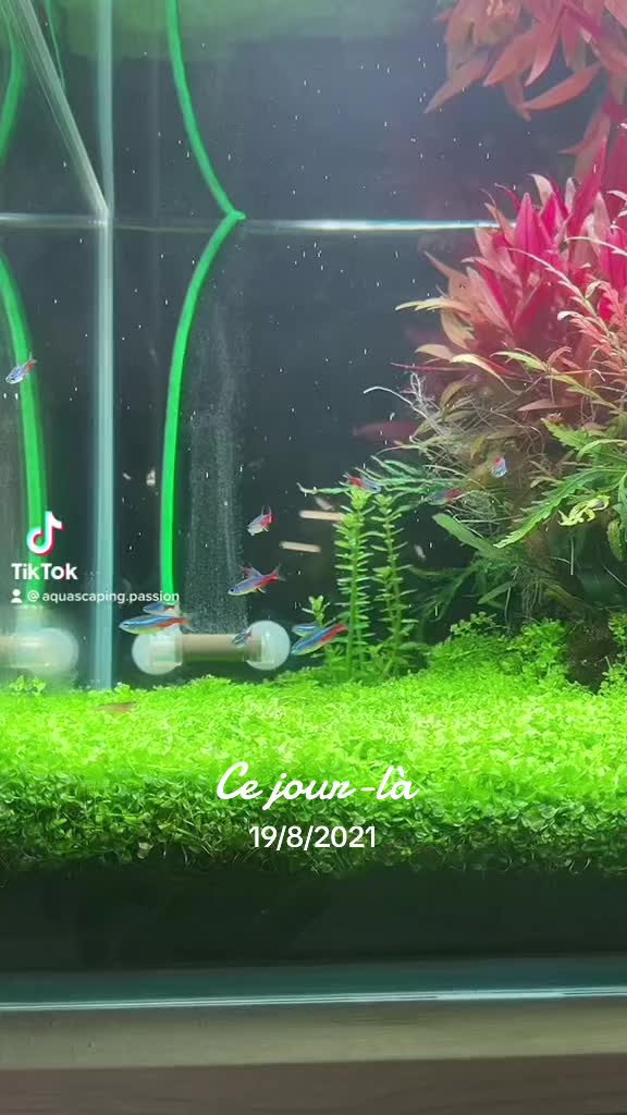 Film na TikTok od @aquascaping.passion