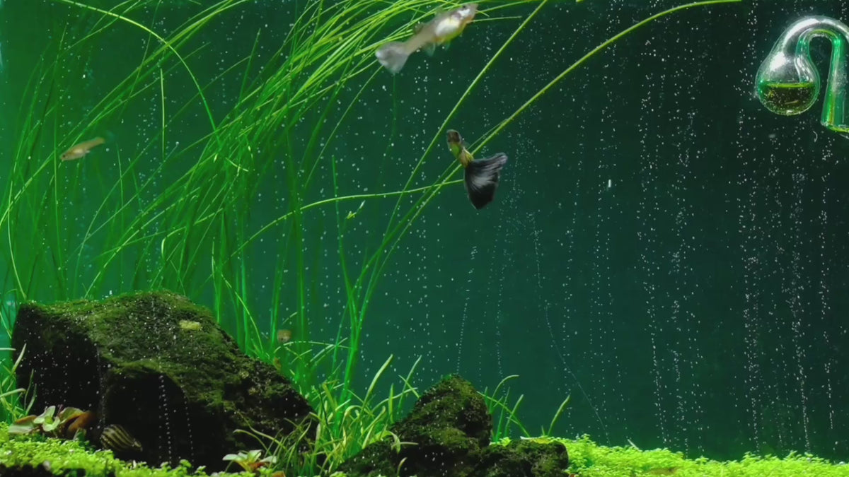 Załaduj wideo: The most advanced CO2 systems for planted aquariums: dual-stage regulators, diffusers and complete kits