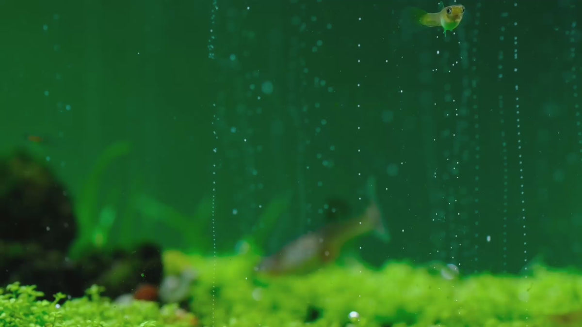 Załaduj wideo: Carpets need CO2: low, dense plants filling in under steady CO2